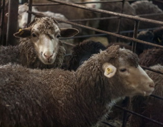 «Агроекологія» створює високопродуктивне стадо племінних овець і кіз